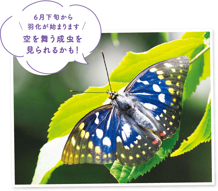 オオムラサキの写真。6月下旬から羽化が始まります。空を舞う成虫を見られるかも！