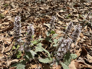 ジュウニヒトエ。白っぽい花が十二単のように重なって咲いている。