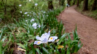 シャガ。極薄い青色に黄色や紫色の斑点がある。