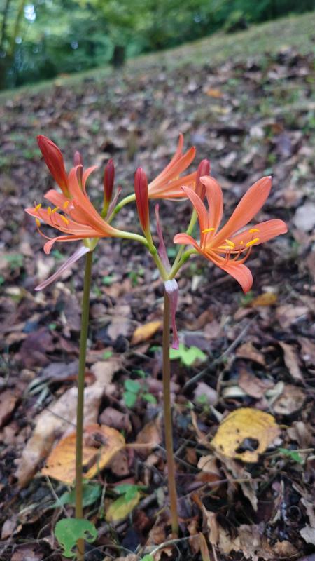 キツネノカミソリ