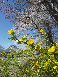 サクラとヤマブキ。青空にピンクと黄色がよく映える。