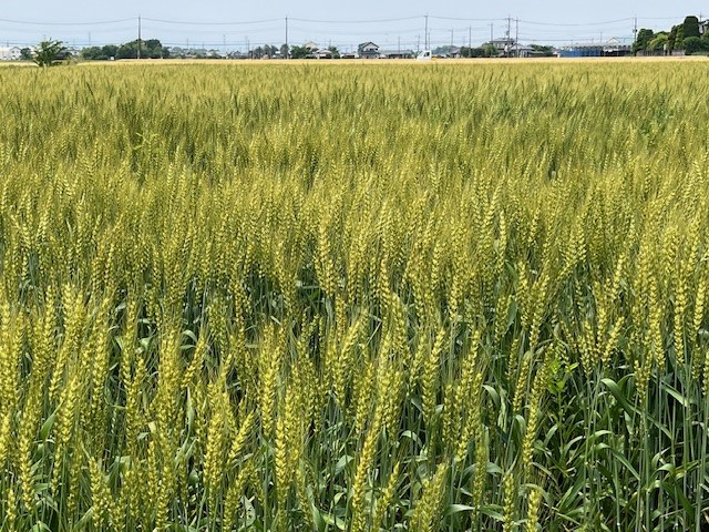熊谷市の麦畑