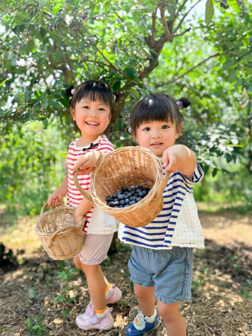 ブルーベリー狩り