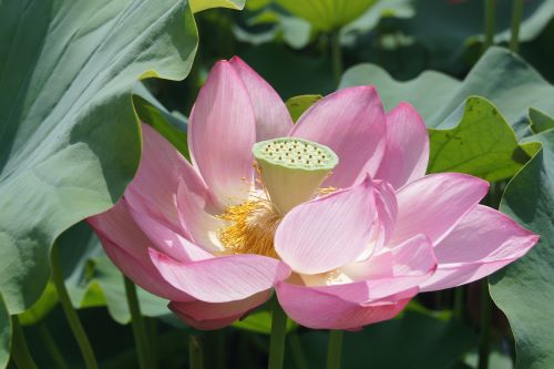 蓮本庄総合公園3