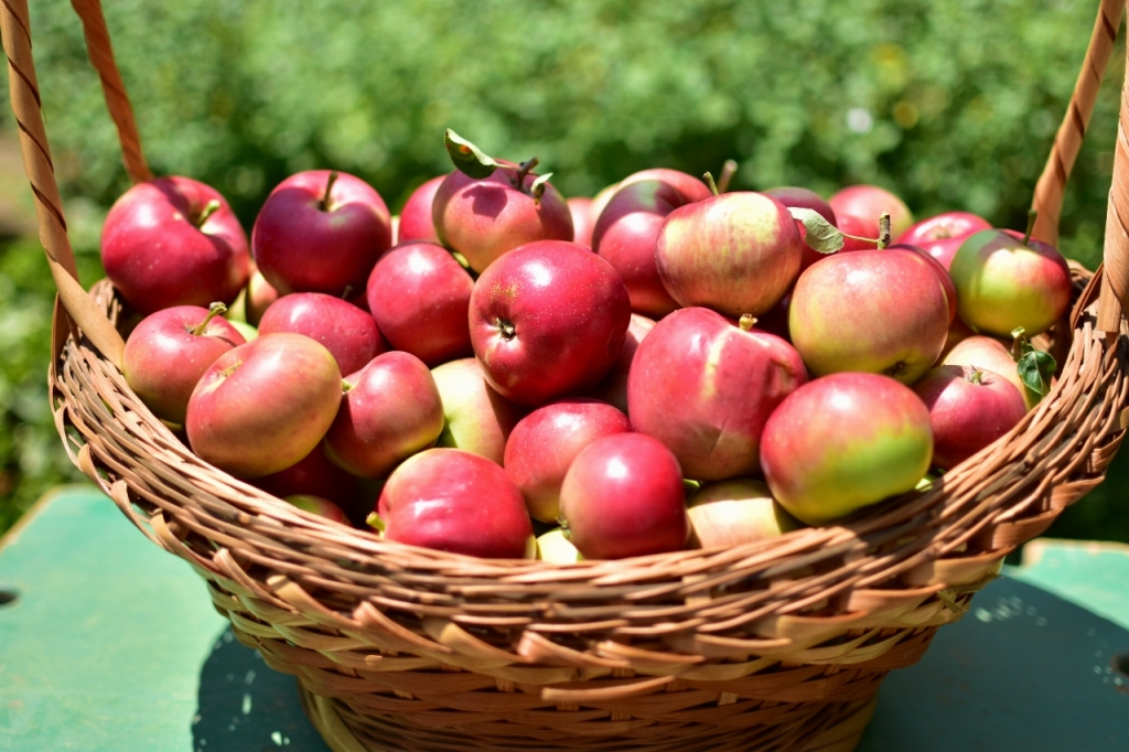 わらびりんごの実がたくさんある様子