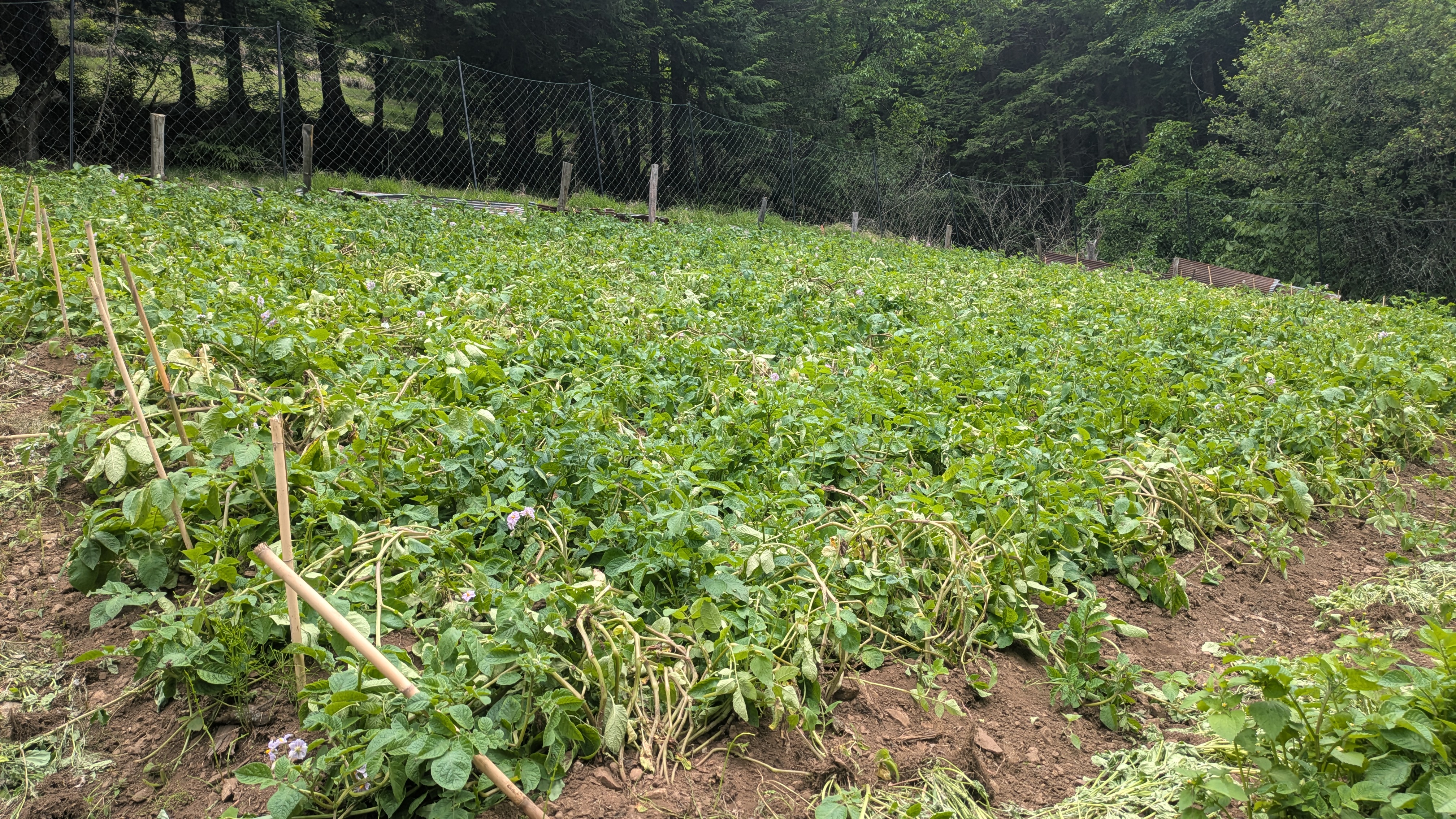 中津川いもの畑