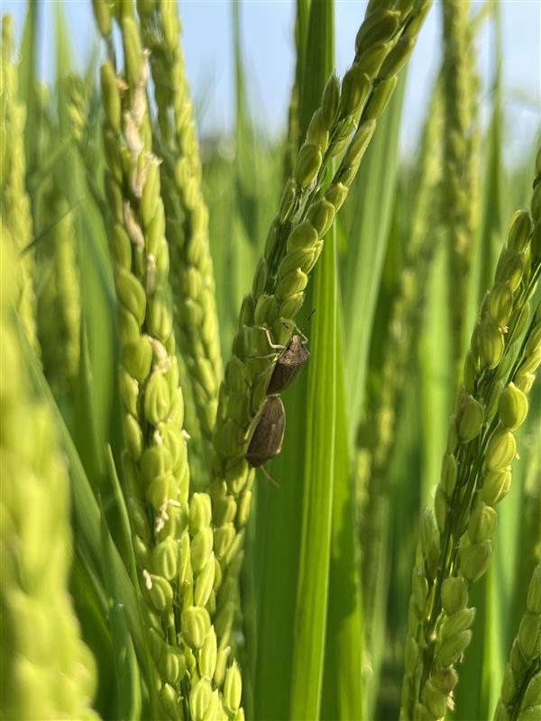 交尾するイネカメムシ