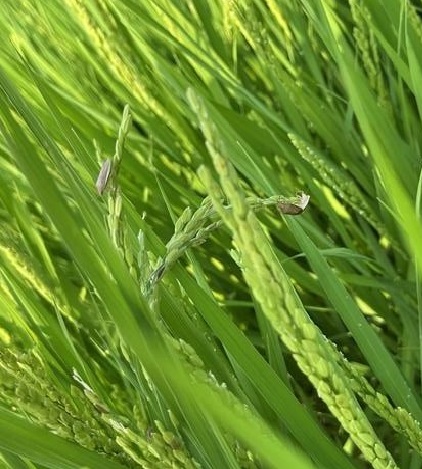 複数のイネカメムシが一株に集まっている様子