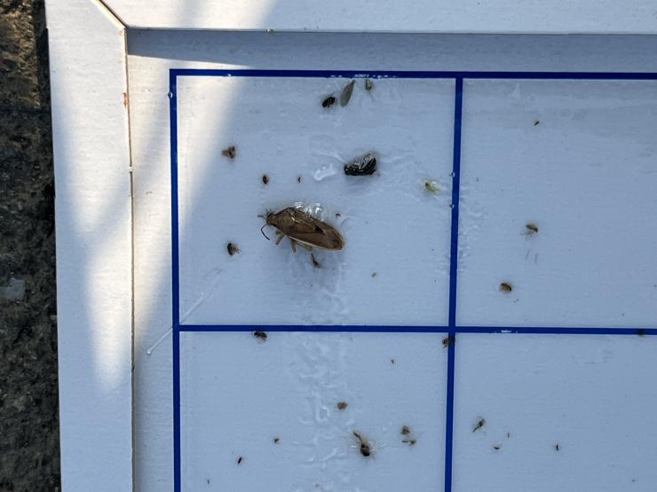 粘着トラップにかかったイネカメムシ拡大図