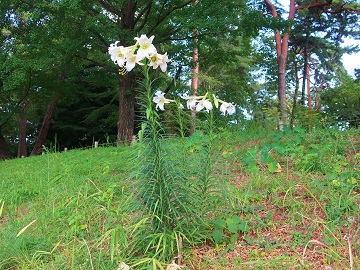 斜面のユリ