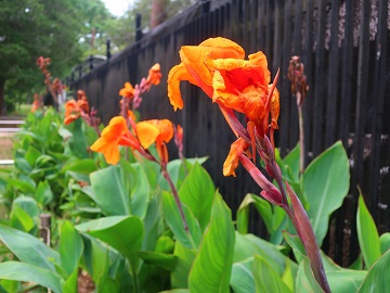 フェンス沿いに咲く花
