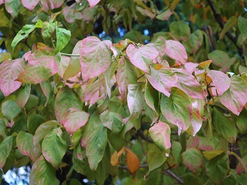 ハナミズキの紅葉