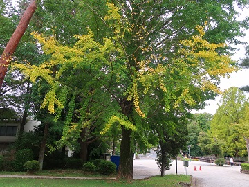 黄葉が始まった枝