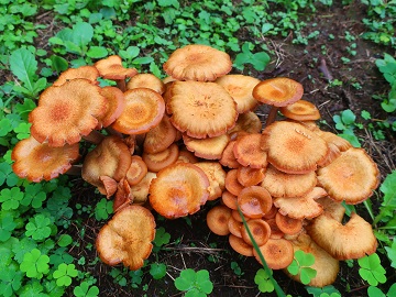 キノコのアップ