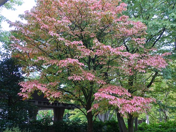 ハナミズキの木