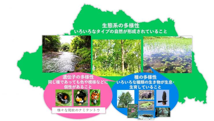 県戦略の多様性のイラスト