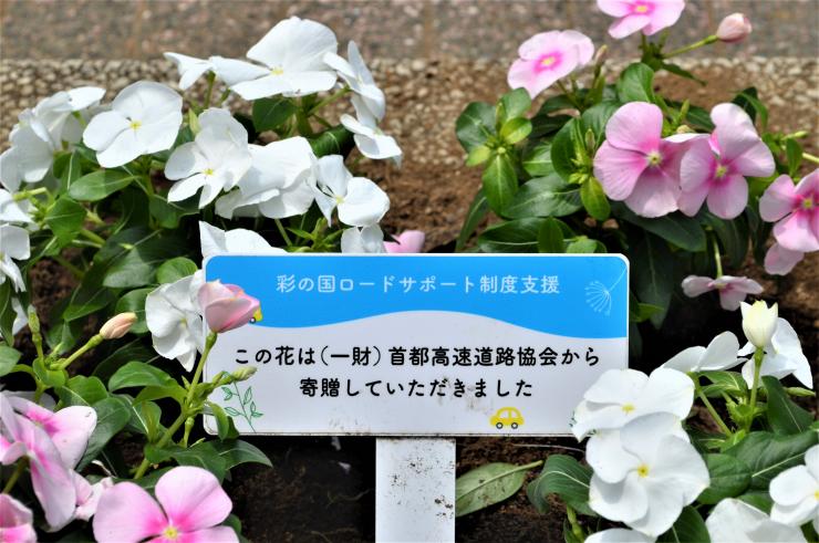 今年度いただいた花苗の様子1