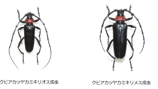 CESSクビアカ本体