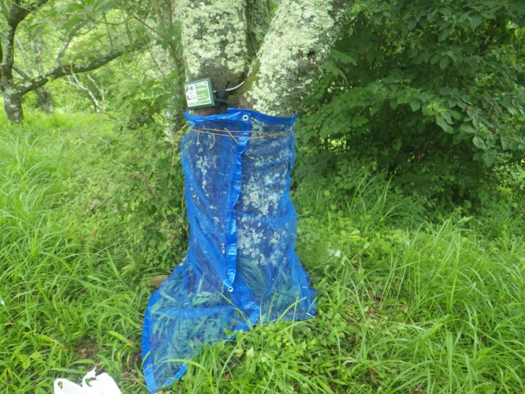 クビアカツヤカミキリ被害木のネット巻き