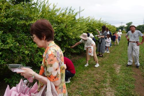 ブルーベリー狩り2
