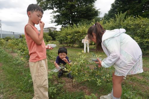 ブルーベリー狩り3