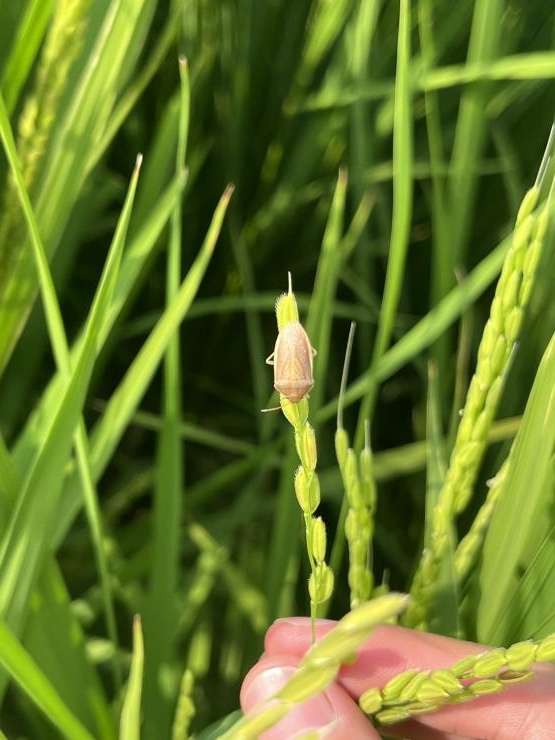 穂を吸汁するイネカメムシ1