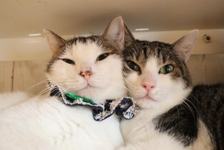 ねこかつの写真2