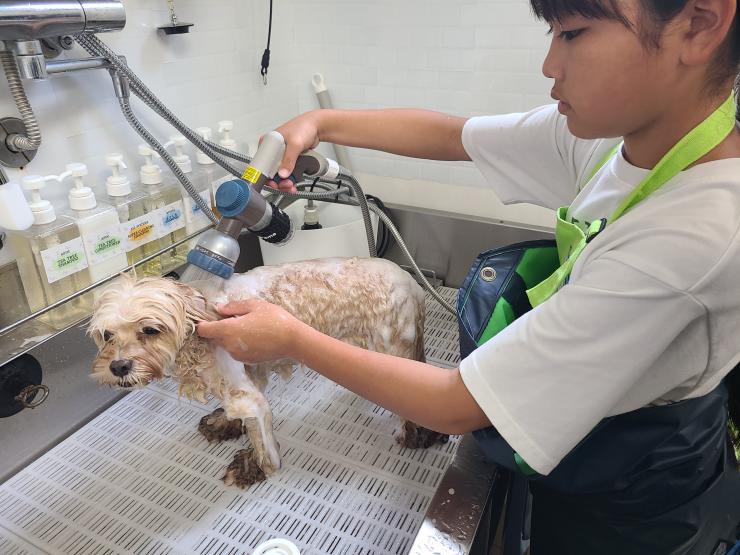 ドッググルーマー2