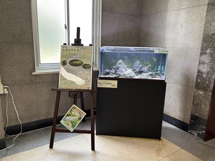 ムサシトミヨ画像