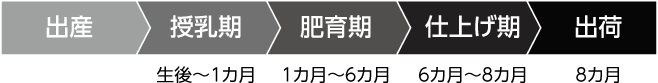 出産→授乳期(生後～1カ月)→肥育期(1カ月～6カ月)→仕上げ期(6カ月～8カ月)→出荷(8カ月)