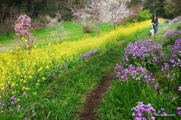 トラスト最優秀郵送
