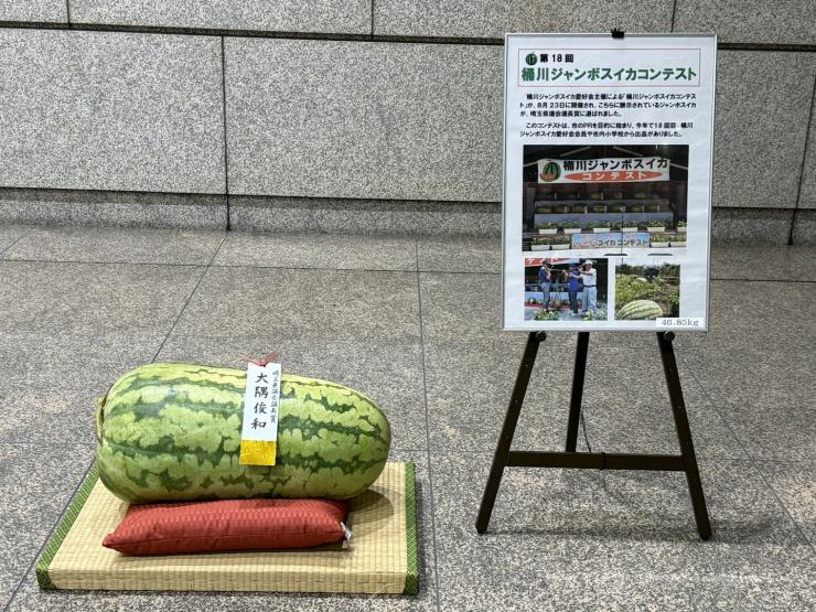 展示されたスイカ
