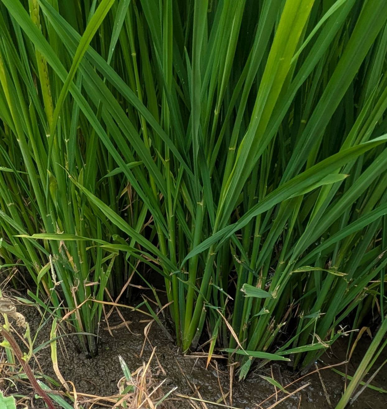 乾田直播で米を作っている様子