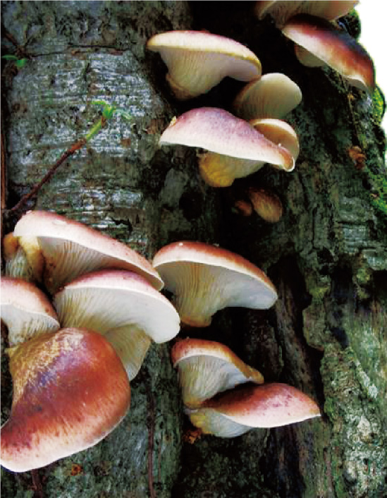 ツキヨタケの写真