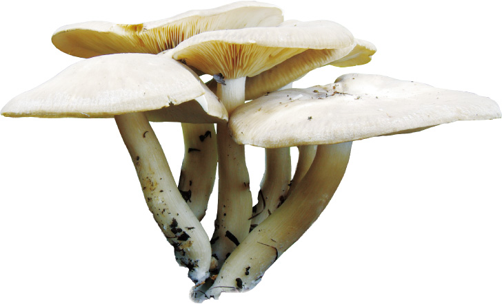 クサウラベニタケの写真