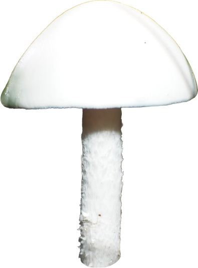 ドクツルタケの写真