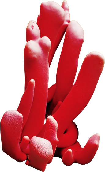 カエンタケの写真