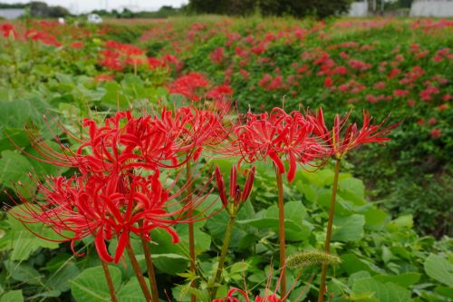 彼岸花本庄3