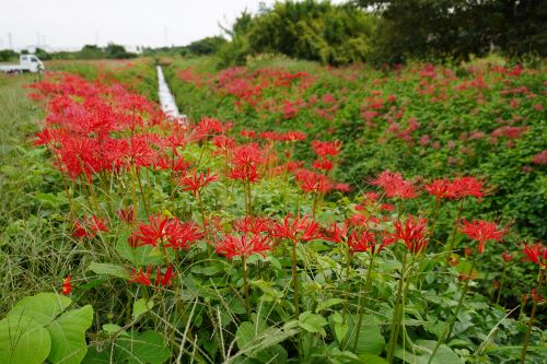 彼岸花本庄4