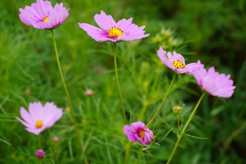 コスモス2