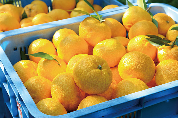 かごいっぱいの桂木ゆずの写真