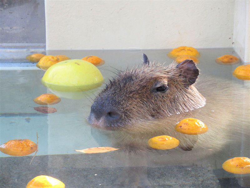 カピバラ温泉の写真