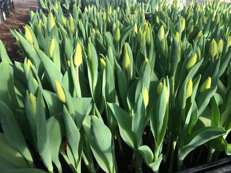 イエローフライト