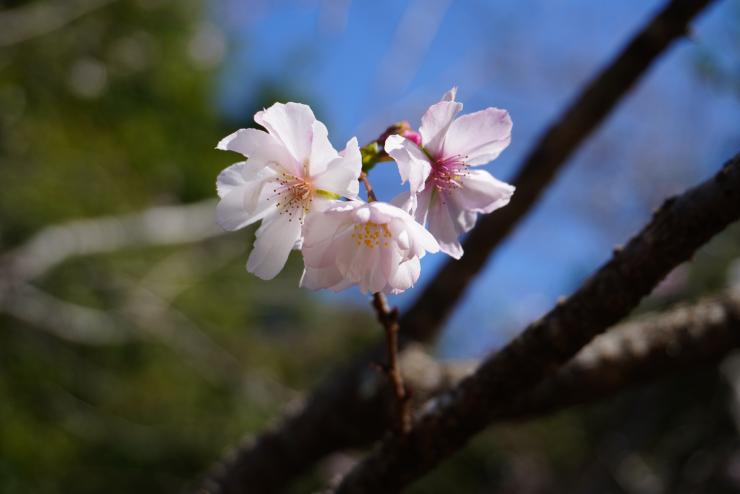 冬桜3