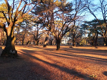 樹林地の影