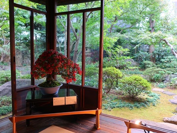 ピラカンサ（一階縁側）