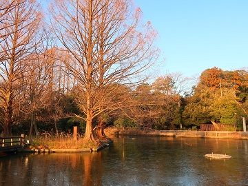 薄氷に覆われた白鳥池