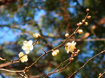 白梅の花