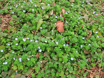 オオイヌフグリ