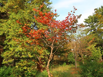 ベニマンサクの木